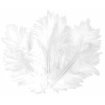 Plumes blanches 10 cm x 50